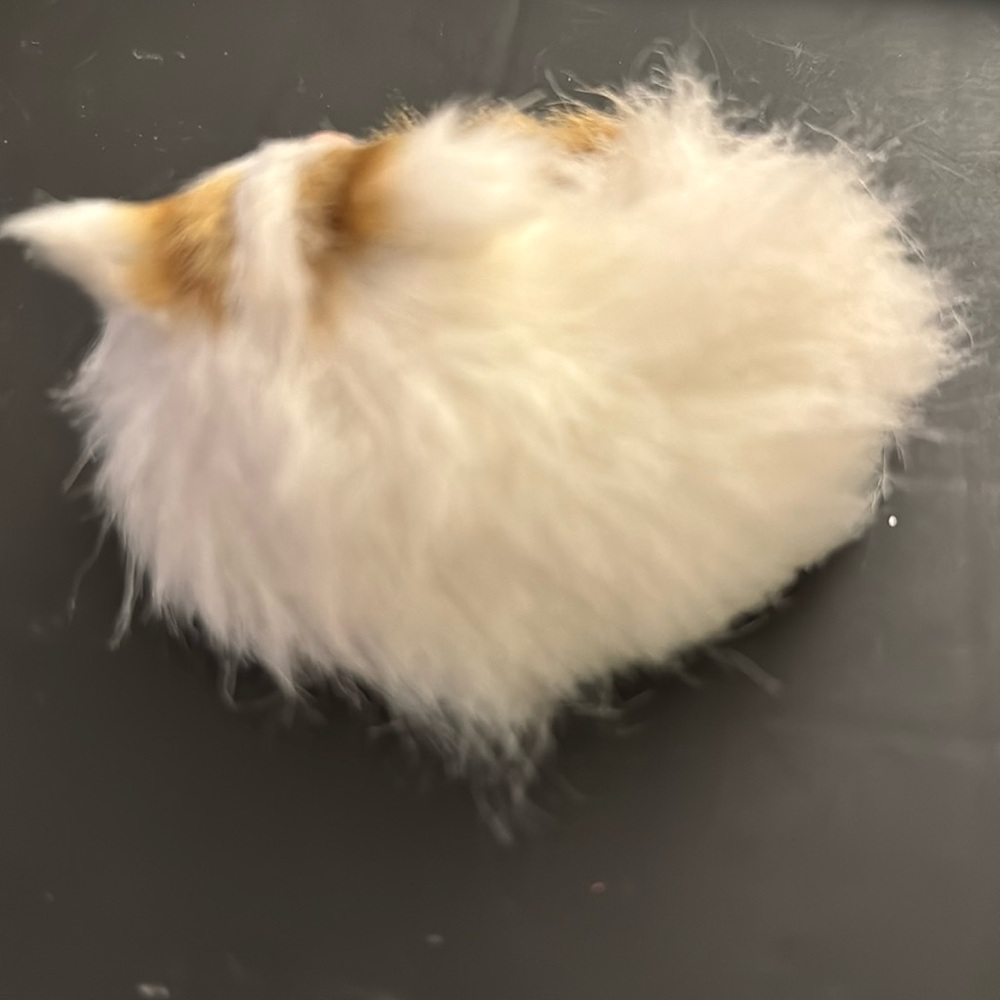Mini Realistic Curled up Sleeping Cat - made of plush fur - Picture 2 of 3